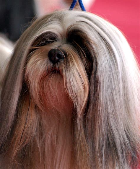 Lhasa Apso Dog Breed » Information, Pictures, & More