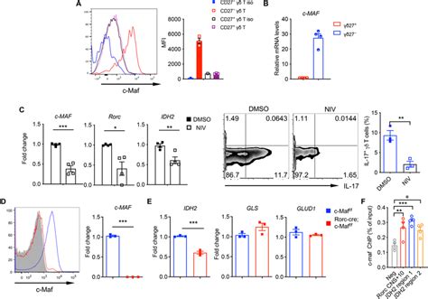 Transcription Factor C Maf Regulates IDH2 Activity In CD27 T