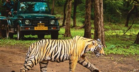 From Delhi 5 Days Golden Triangle Tour With Ranthambore GetYourGuide