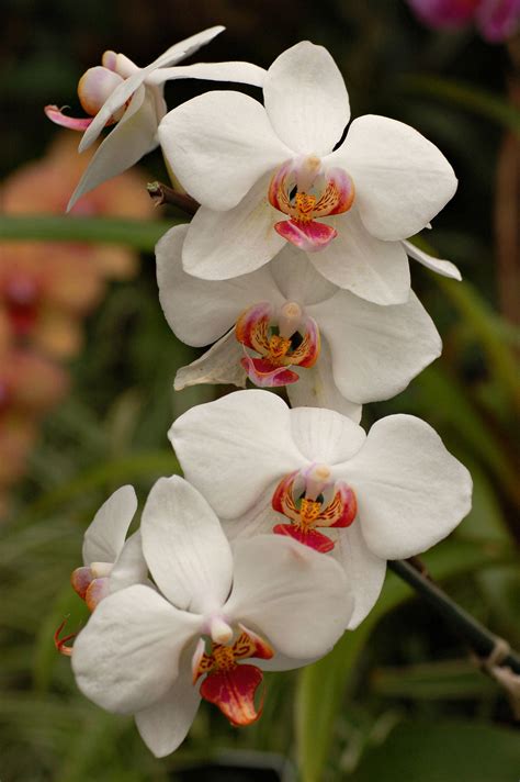 white orchids  red center petals wallpaper wallpaperscom