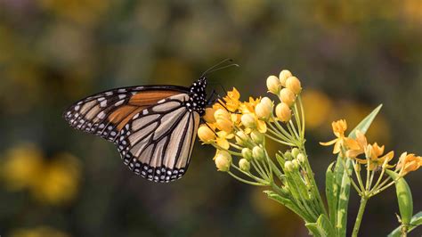 Perennial Plants That Butterflies Love