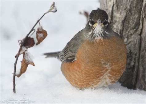 American Robin Borb Mia Mcpherson S On The Wing Photography