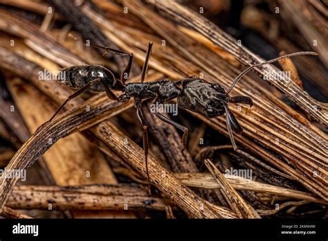 Adult Trap Jaw Ant Of The Genus Odontomachus Stock Photo Alamy