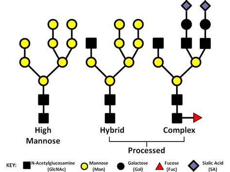 Protein Glycosylation