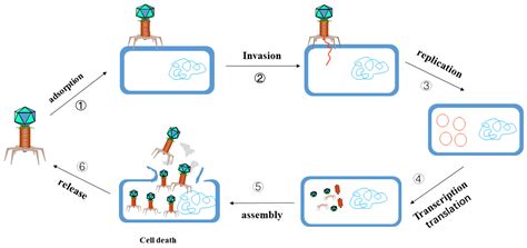 Antibiotics Free Full Text The Mechanism Of Bacterial Resistance