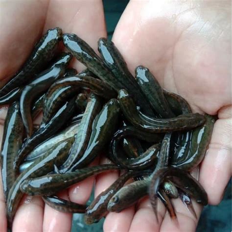 Jual Bibit Ikan Gabus 3 4 5cm Kota Bekasi Haris Benih Ikan Bekasi