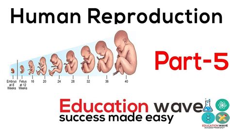 Biology Human Reproduction Class In Hindi Part Youtube