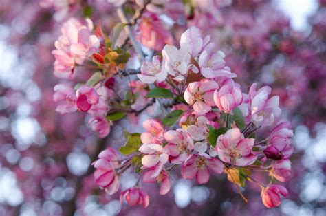 45 Crabapple Tree Varieties For You To Consider - Minneopa Orchards