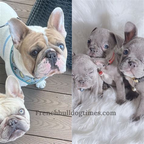 Unique Charm of Lilac French Bulldogs: What Makes Them So Special? - FBDT