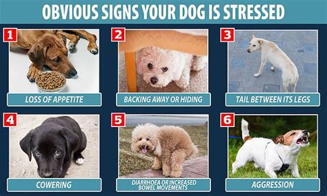 How Do You Tell If A Dog Is Stressed