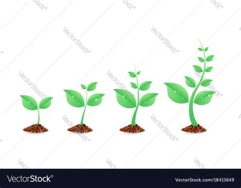 Phases Plant Growing Planting Tree Infographic Vector Image