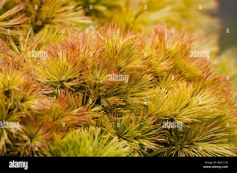 Pinus Strobus Nana Hi Res Stock Photography And Images Alamy