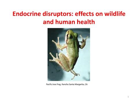 Ppt Endocrine Disruptors Effects On Wildlife And Human Health