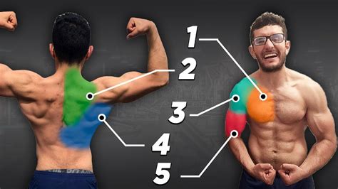 La Mejor Rutina De Torso Seg N La Ciencia Para Aumentar Masa Y