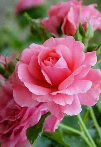 Pink Flowers With Green Leaves In The Background