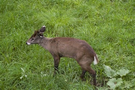 Cute little deer... with fangs by freeballoonday on DeviantArt