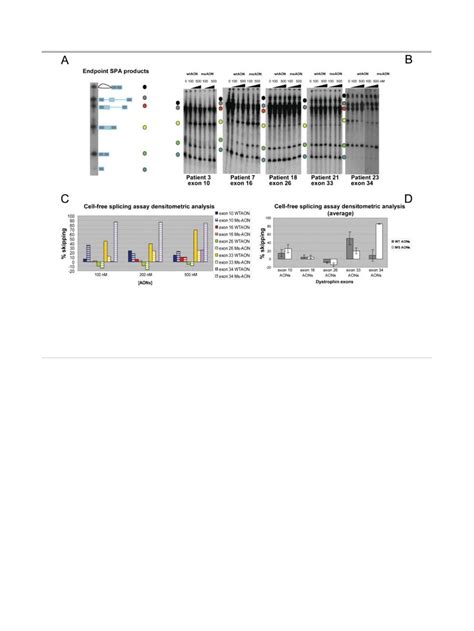 Pdf Exon Skipping Mediated Dystrophin Reading Frame Restoration For