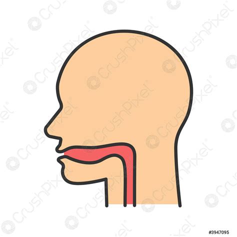 Oral Cavity Pharynx And Esophagus Color Icon Stock Vector 3947095