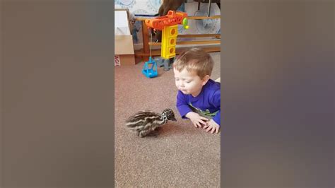 Pet Emu Tries To Eat Baby Youtube