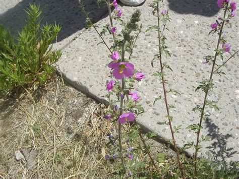 Sphaeralcea Fendleri Var Venusta Fendlerthicket Globe Mallow Native