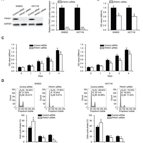 P Ha Knockdown Decreases Colorectal Cancer Cell Chemoresistance A