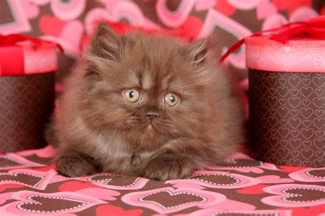 Chocolate Persian Kittens (Past Kittens)