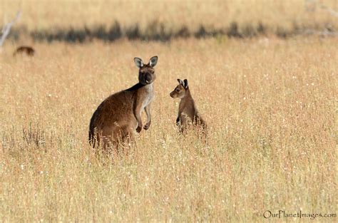 Marsupials - "Our Planet" Images