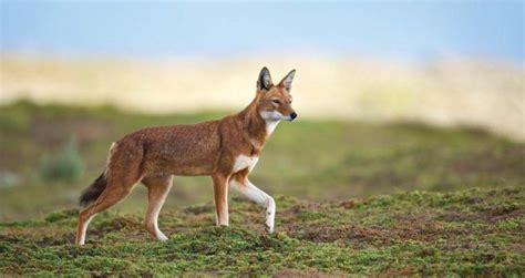 Africas Most Endangered Carnivore The Ethiopian Wolf Ethiopian Wolf