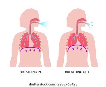 Breathing Process Concept Respiration System Scheme Stock Vector ...