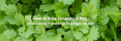 How to Grow Coriander in Pots & Containers