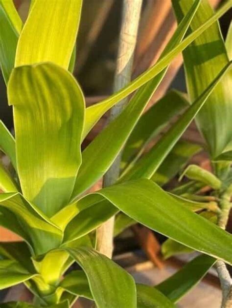 Como Cultivar A Pleomele Verde Petalas E Flores