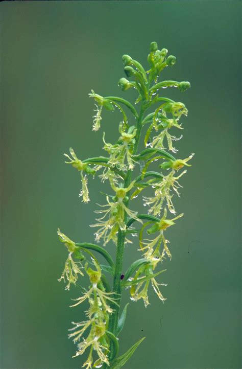 Free picture: ragged, fringed, orchid, stalk, many, delicate, white