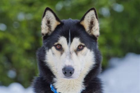 24 Raças de Cachorros Grandes para Escolher a Ideal - Amor aos Pets