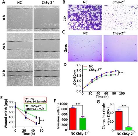 Reduction Of Pl Csa Through Chsy 2 Knockout Inhibits Tumorigenesis And