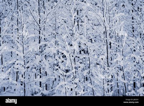 winter trees background winter landscape  trees stock photo alamy