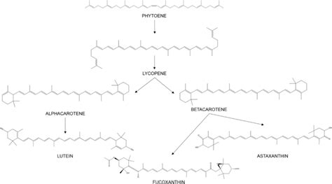 Main Carotenoids And Summarized Carotenogenesis Download Scientific