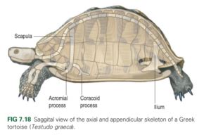 Turtle Anatomy And Physiology Turtle Ally Certification Program