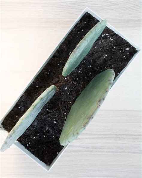 How To Propagate Prickly Pear Cactus Using Pads