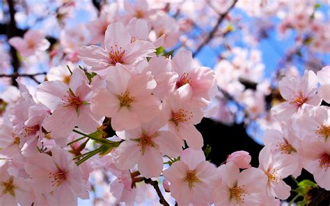 Beautiful Cherry Blossoms Wallpapers - 2560x1600 - 1680529