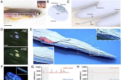 How Did The Zebrafish Get Its Stripes Researchers Are One Step Closer