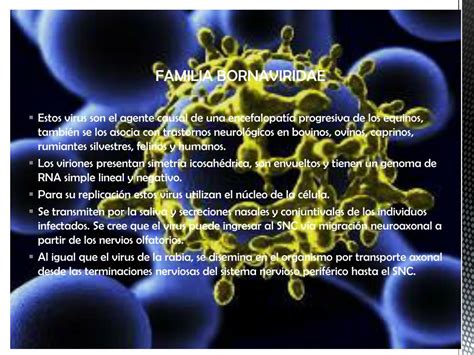 Ppt Virologia Veterinaria Powerpoint Presentation Free Download Id