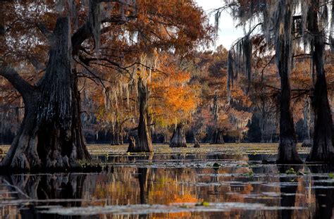 Caddo Lake State Park Texas Buffalo River Photos