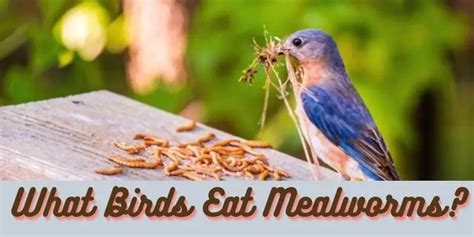 What Birds Eat Mealworms? (11+ Popular Birds)