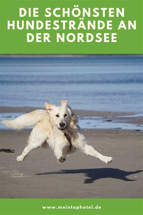 schönsten Hundestrände an der Nordsee Tipps für den Urlaub mit