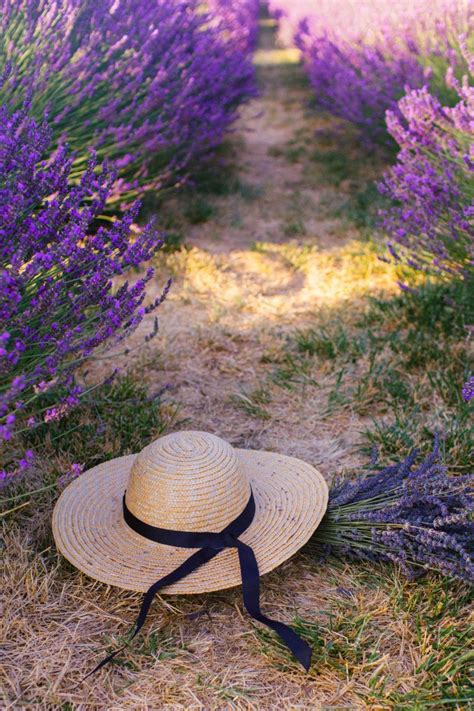 5 Enchanting Lavender Fields In California To Visit This Summer