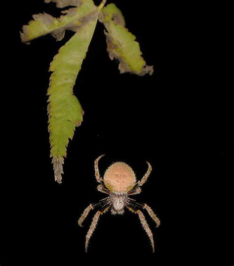 Orb Weaver Eriophora Ravilla Bugguide Net