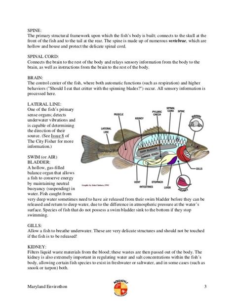 Fish anatomy