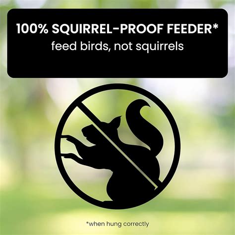 Squirrel-Proof Bird Feeder – Vernier Store