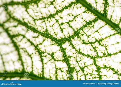 Leaf Epidermis Stomata Under Microscope Stock Image Image Of Close Cell 169274741