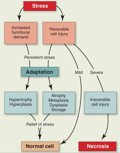 Injury Inflammation Healing And Repair Flashcards Quizlet